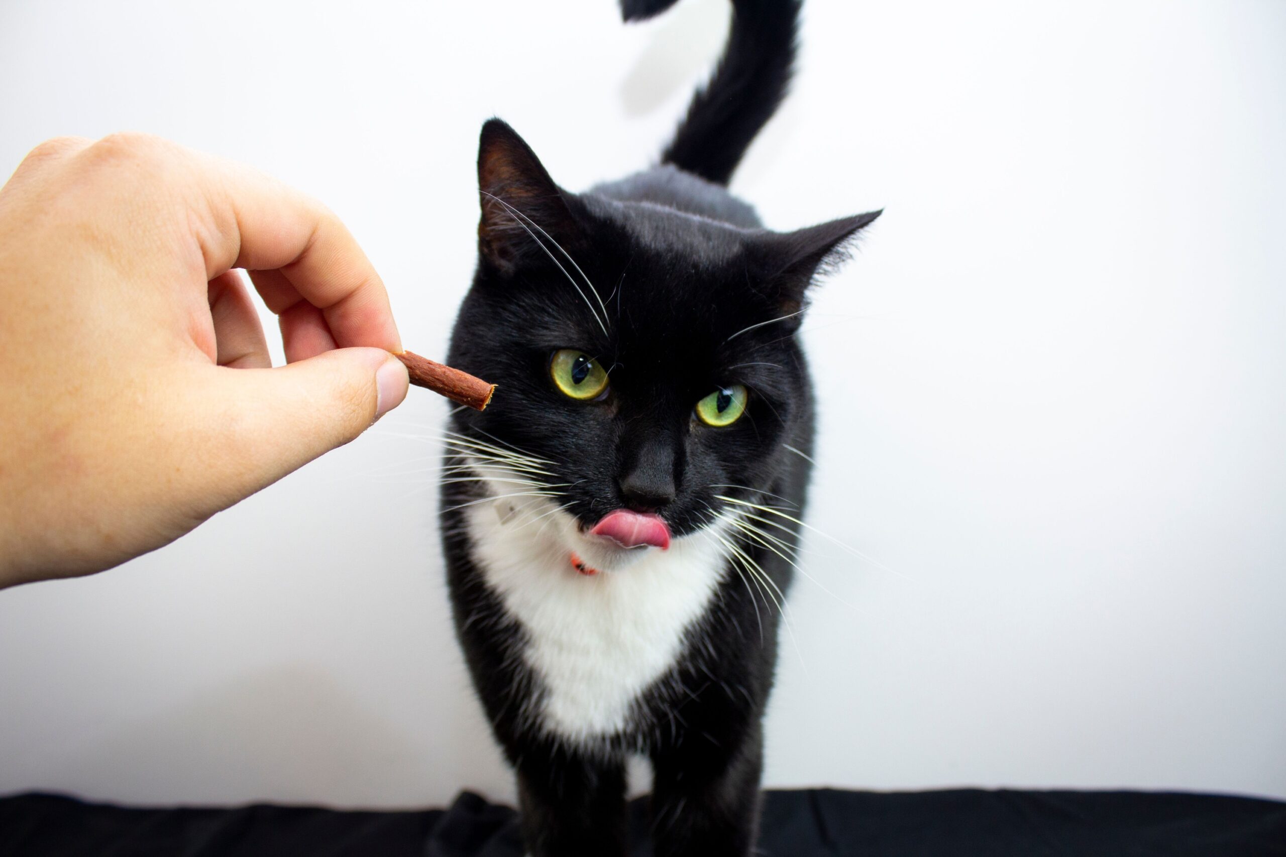 Animal Cognition Says Cats Can Learn Which Human Gestures Lead to Food Faster Than Many Owners Realize