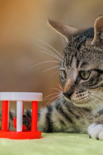 Animal Cognition Says Cats May Remember the Location of Hidden Objects Even After They Disappear From View