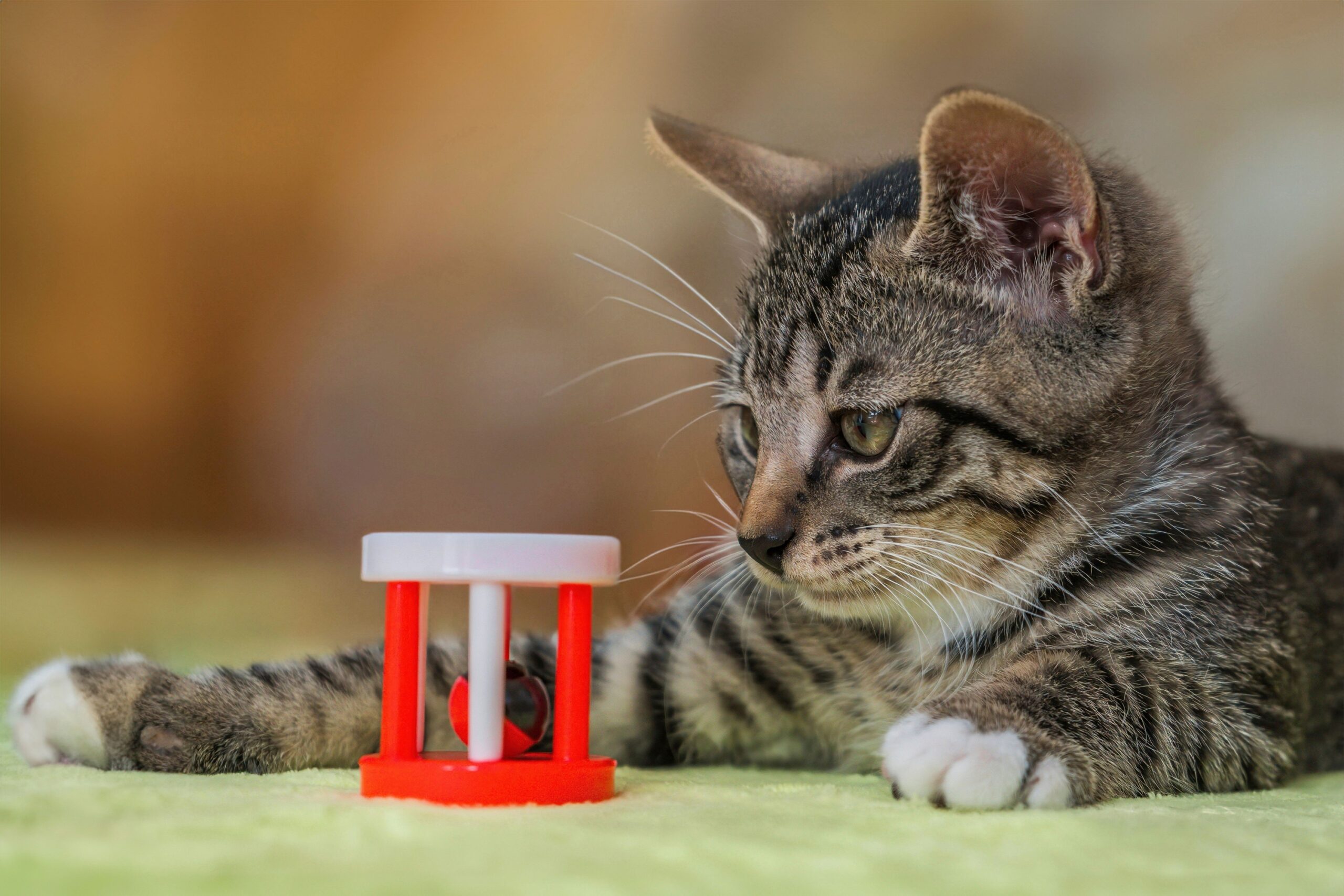 Animal Cognition Says Cats May Remember the Location of Hidden Objects Even After They Disappear From View