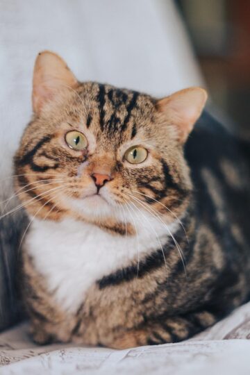 Animal Cognition Says Cats Track Where Their Owners Are by Listening From Another Room