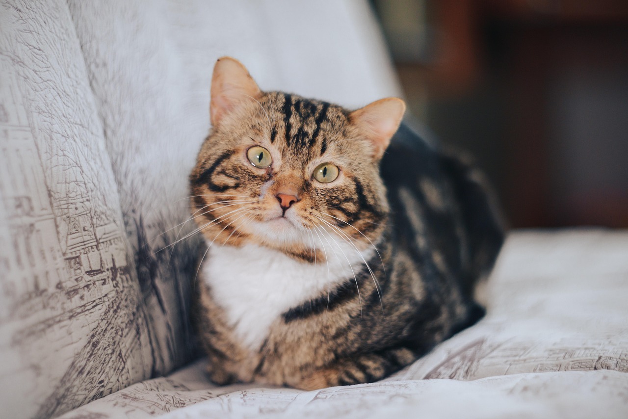 Animal Cognition Says Cats Track Where Their Owners Are by Listening From Another Room