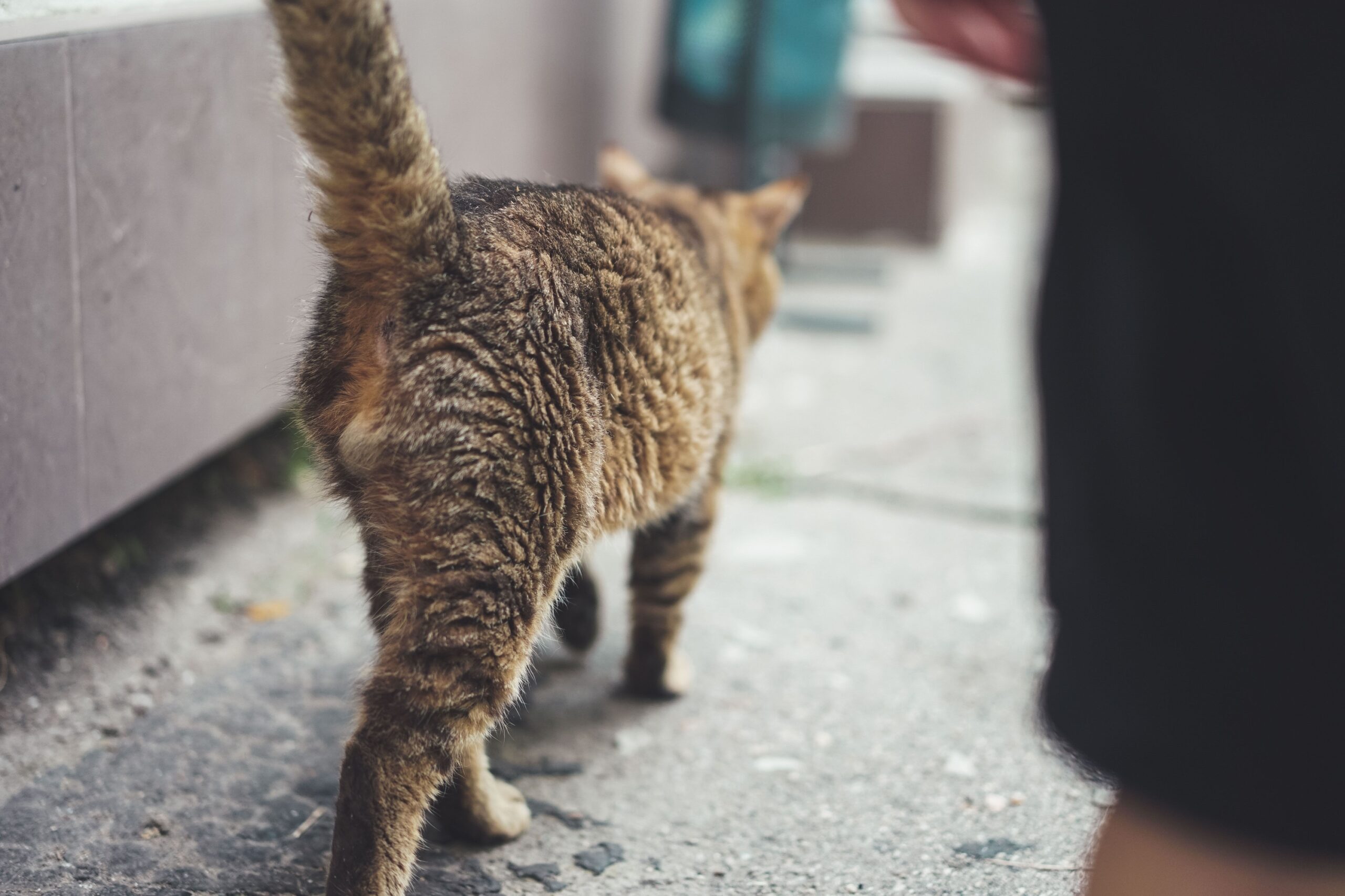 7 Reasons Cats Prefer Walking Along the Edge of a Room Instead of Through the Middle