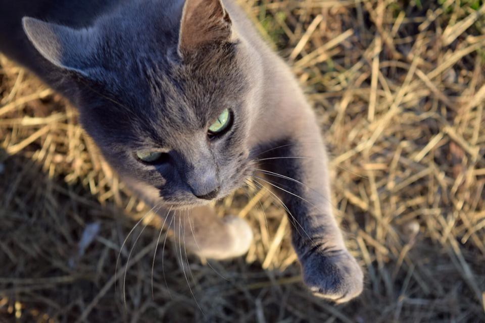 8 Reasons Cats Touch an Unfamiliar Object With One Paw Before Getting Closer
