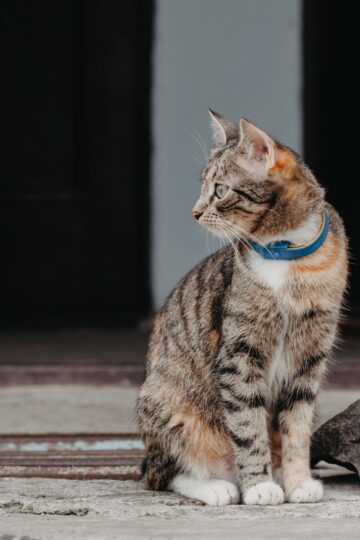 7 Reasons Cats Sit in Doorways Where Several Rooms Meet