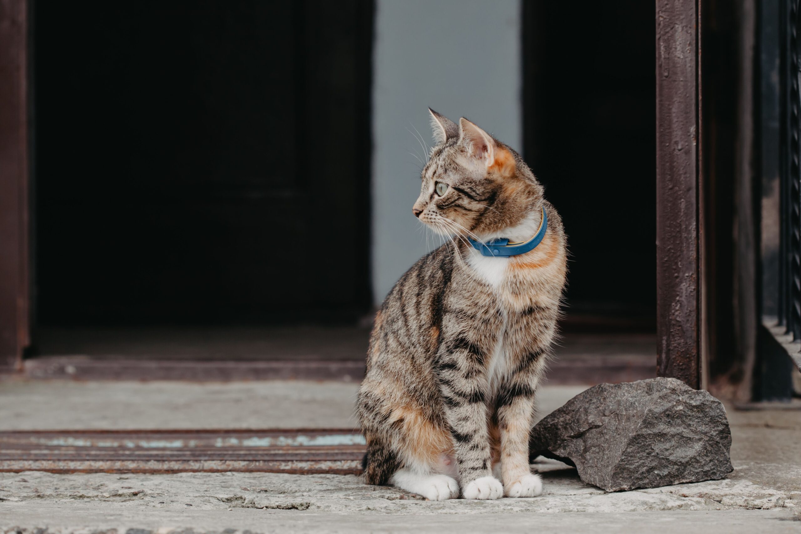 7 Reasons Cats Sit in Doorways Where Several Rooms Meet
