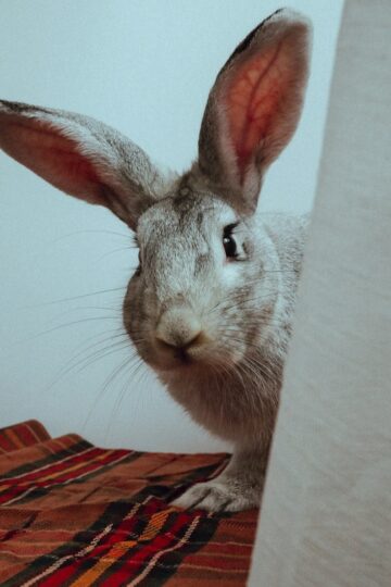 9 Rabbit Behaviors New Owners Often Misread