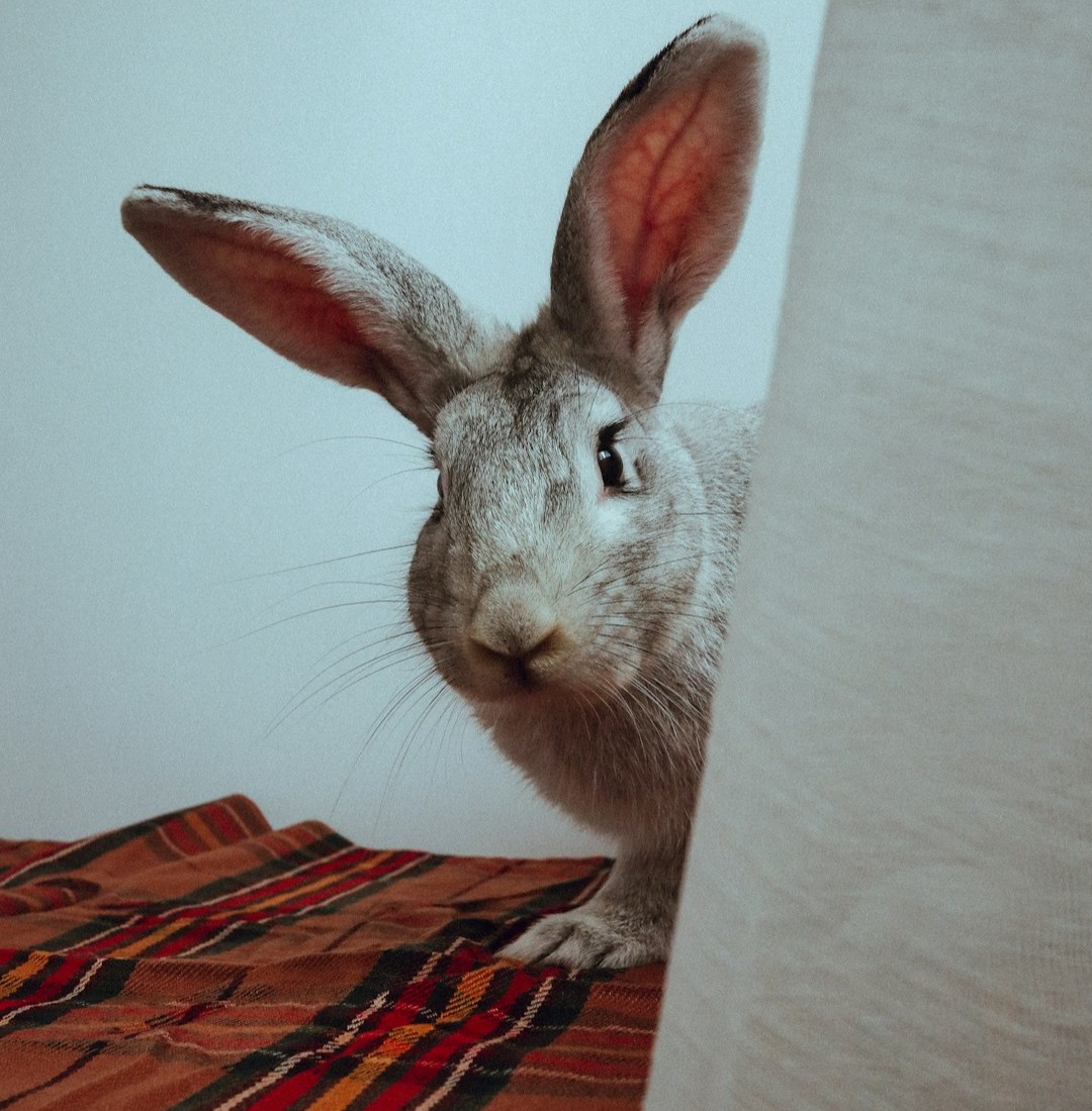 9 Rabbit Behaviors New Owners Often Misread
