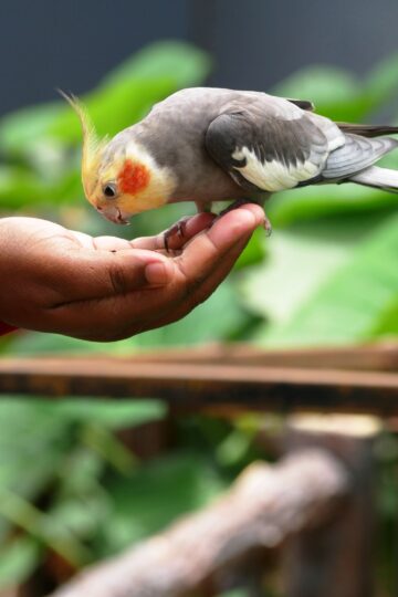 8 Ways Cockatiels Bond With One Person