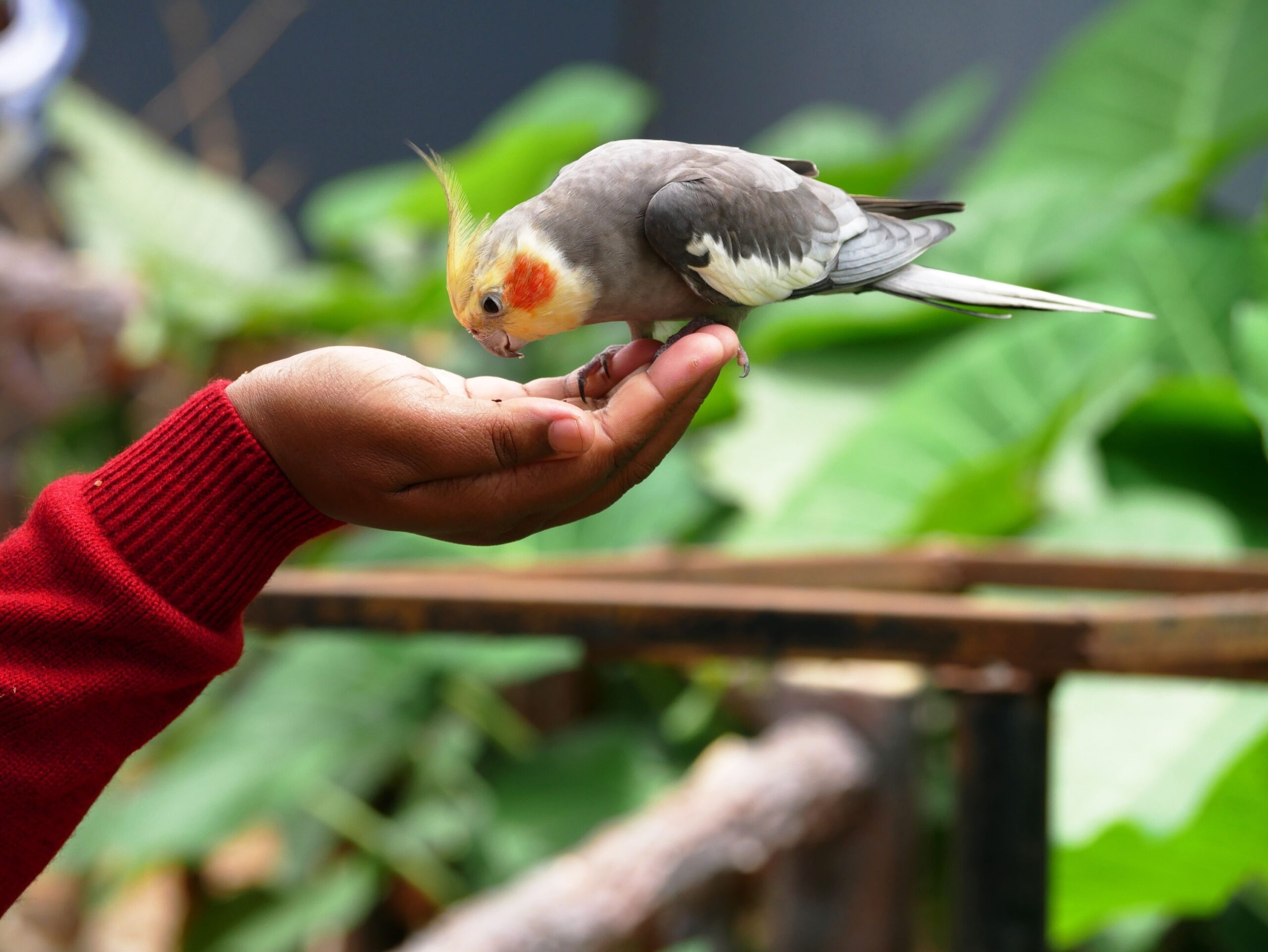 8 Ways Cockatiels Bond With One Person