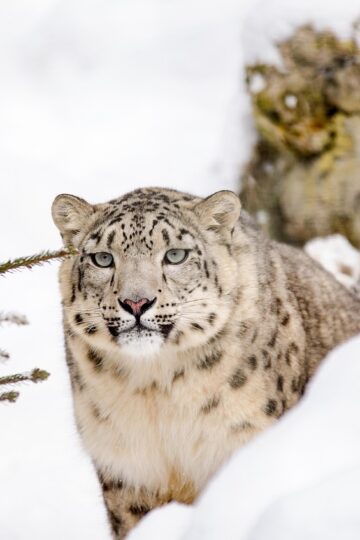 8 Wild Cats With Abilities That Seem Almost Impossible Until You Understand Their Anatomy