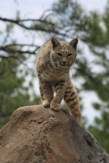 8 Surprising Facts About America’s Bobcats That Make Them Stranger Than They Look