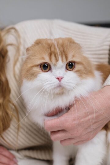 What It Means When Your Cat Suddenly Wants to Sit Closer to You Than They Normally Do