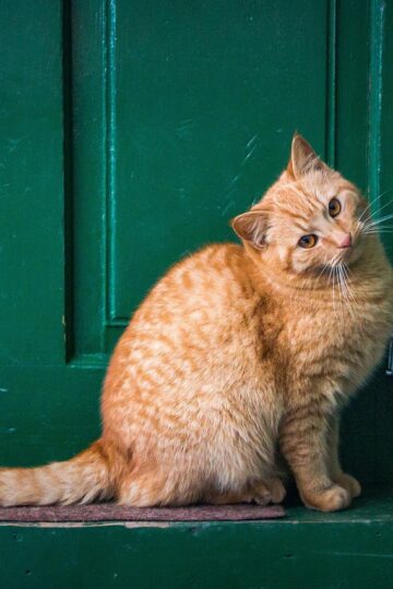 12 Reasons a Shy Rescue Cat Picks One Person and Stays