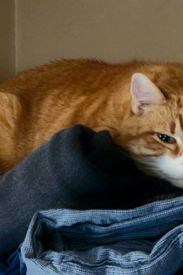Why Your Cat Sleeps on Your Clothes When You Leave