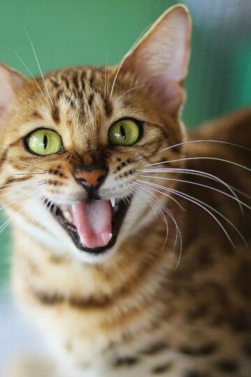 17 Cat Breeds That Almost Never Stop Talking