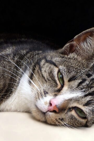 What Your Cat's Slow Blink Is Really Telling You