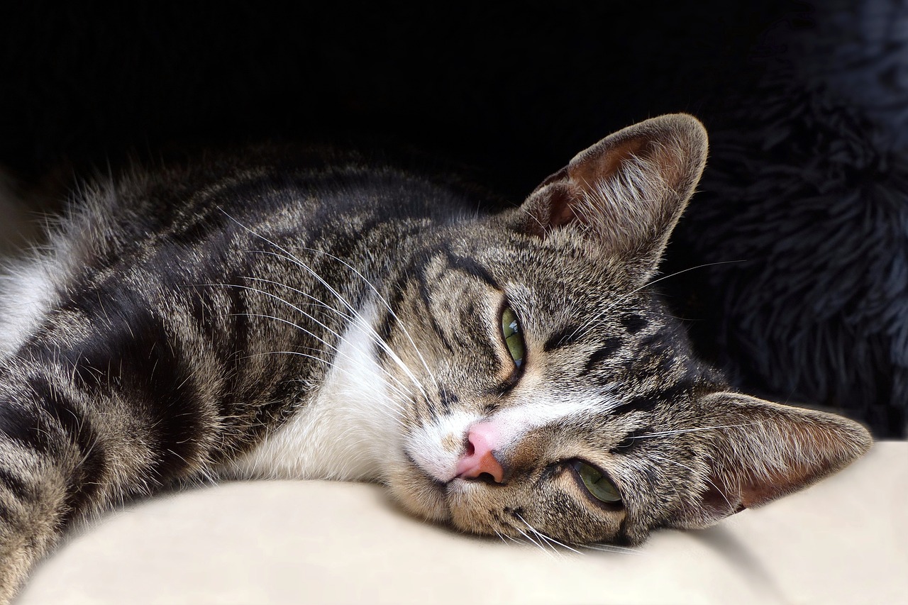What Your Cat's Slow Blink Is Really Telling You