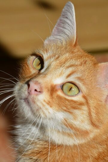 9 Ear Positions That Show Your Cat Is Fully Relaxed
