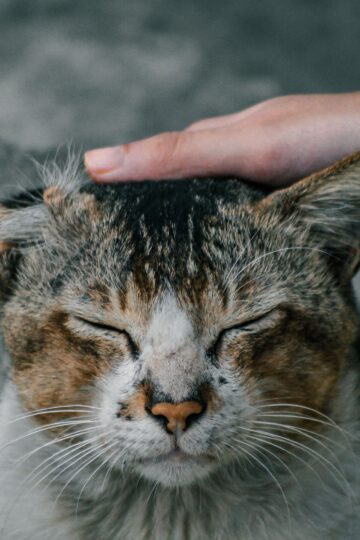25 Tiny Habits That Prove Your Cat Chose You Years Ago