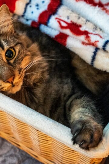 The Small Kindnesses Your Cat Notices Every Single Day