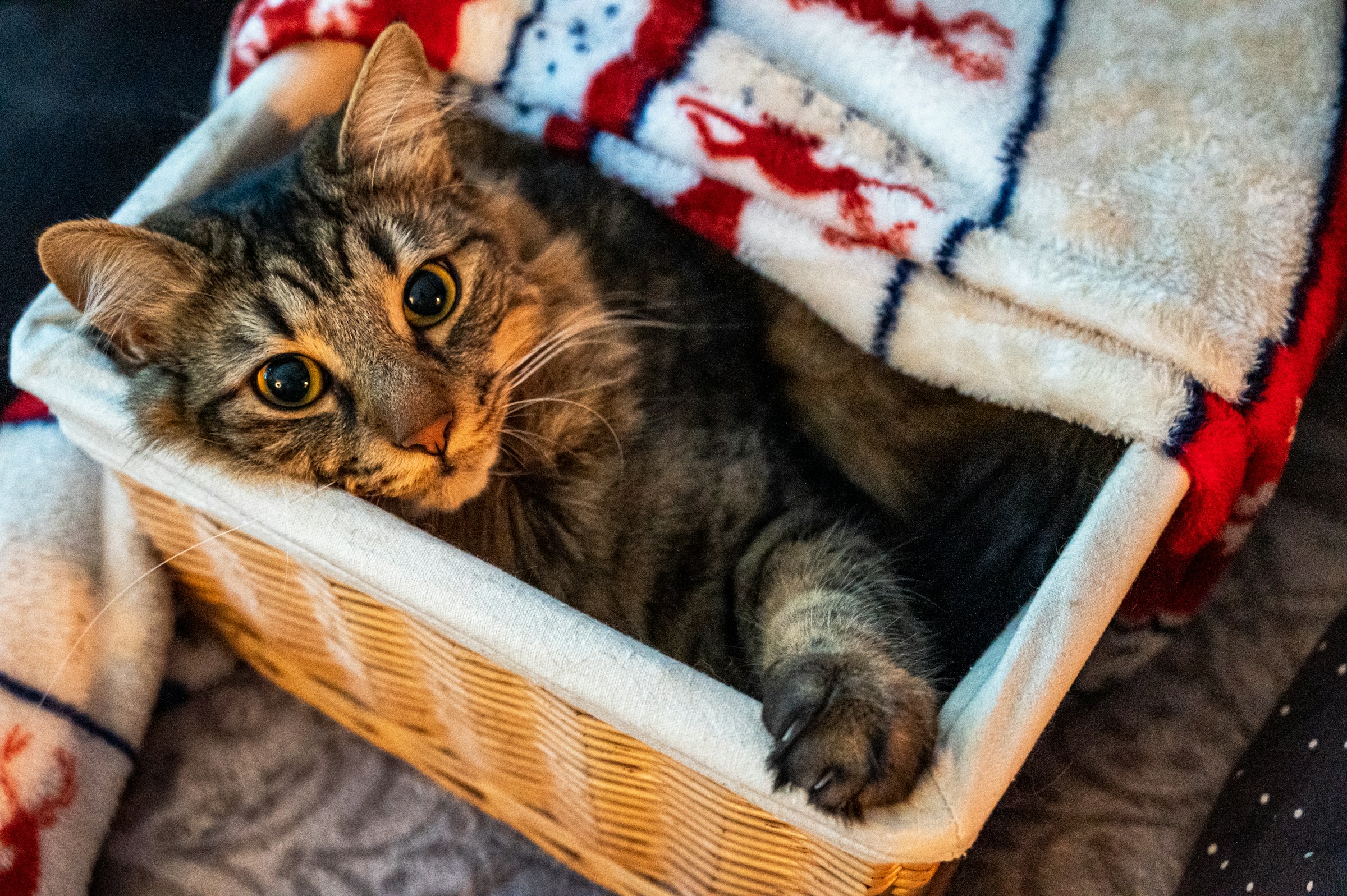The Small Kindnesses Your Cat Notices Every Single Day