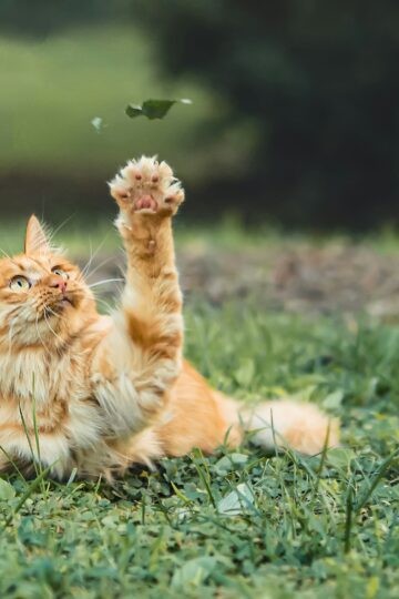 7 Milestones Every Adopted Cat Reaches in Its First Year