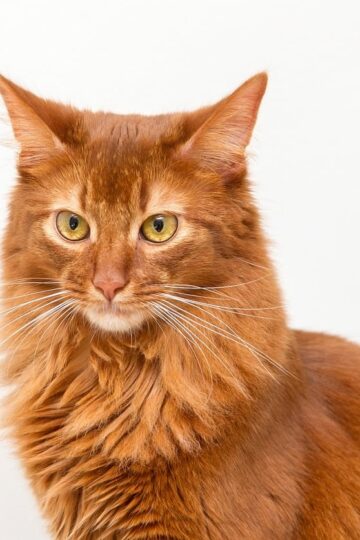 16 Cat Breeds That Act More Like Dogs Than Cats