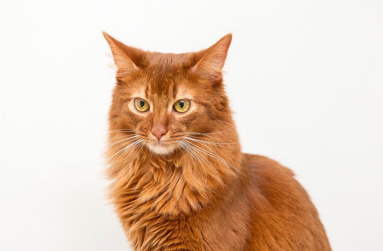 16 Cat Breeds That Act More Like Dogs Than Cats