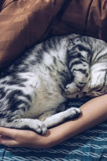 8 Reasons Your Cat Sleeps at Your Feet Instead of Anywhere Else