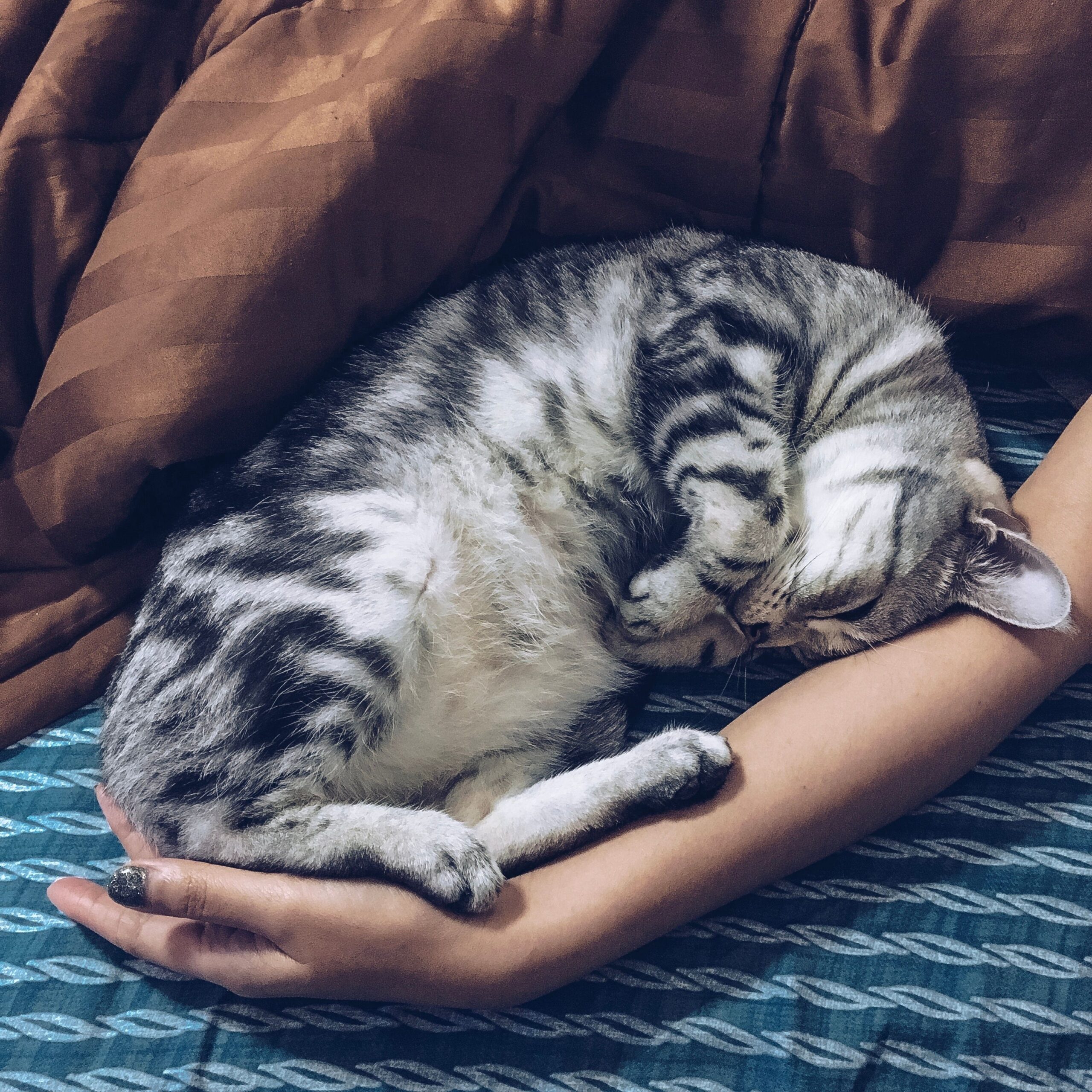 8 Reasons Your Cat Sleeps at Your Feet Instead of Anywhere Else