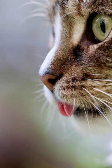 What Behaviourists Say Your Cat's Purr Actually Means