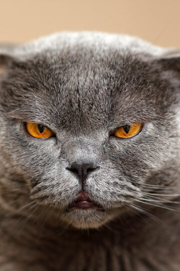 18 Cat Breeds Known for Following Their Owners Everywhere