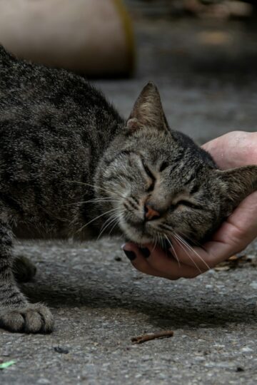 Why Your Cat Headbutts You Every Single Morning