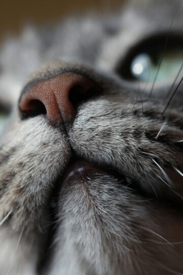 14 Whisker Signals Almost Every Cat Owner Misses