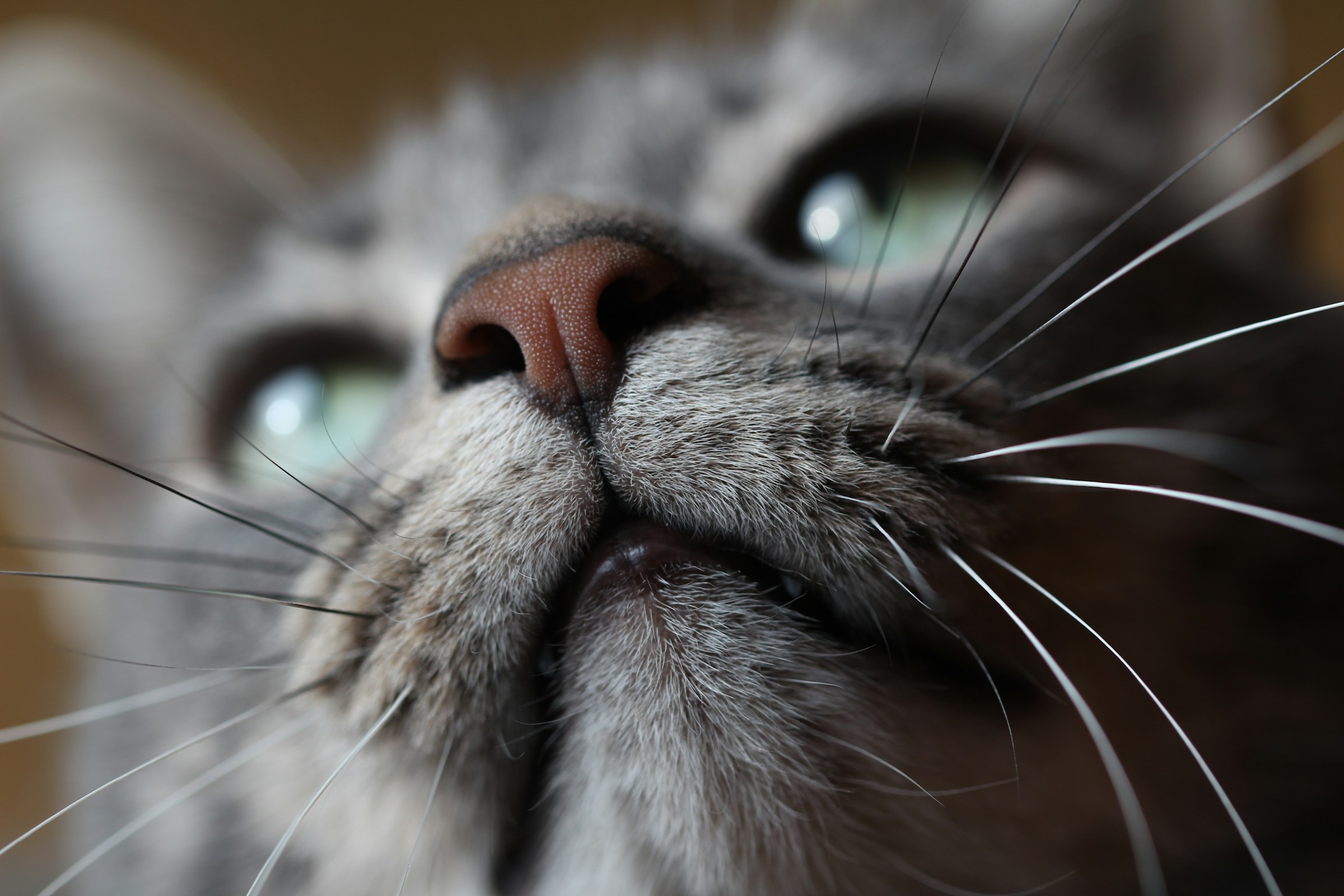 14 Whisker Signals Almost Every Cat Owner Misses