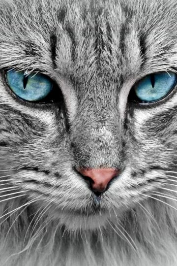Why Your Cat Headbutts You Every Single Morning