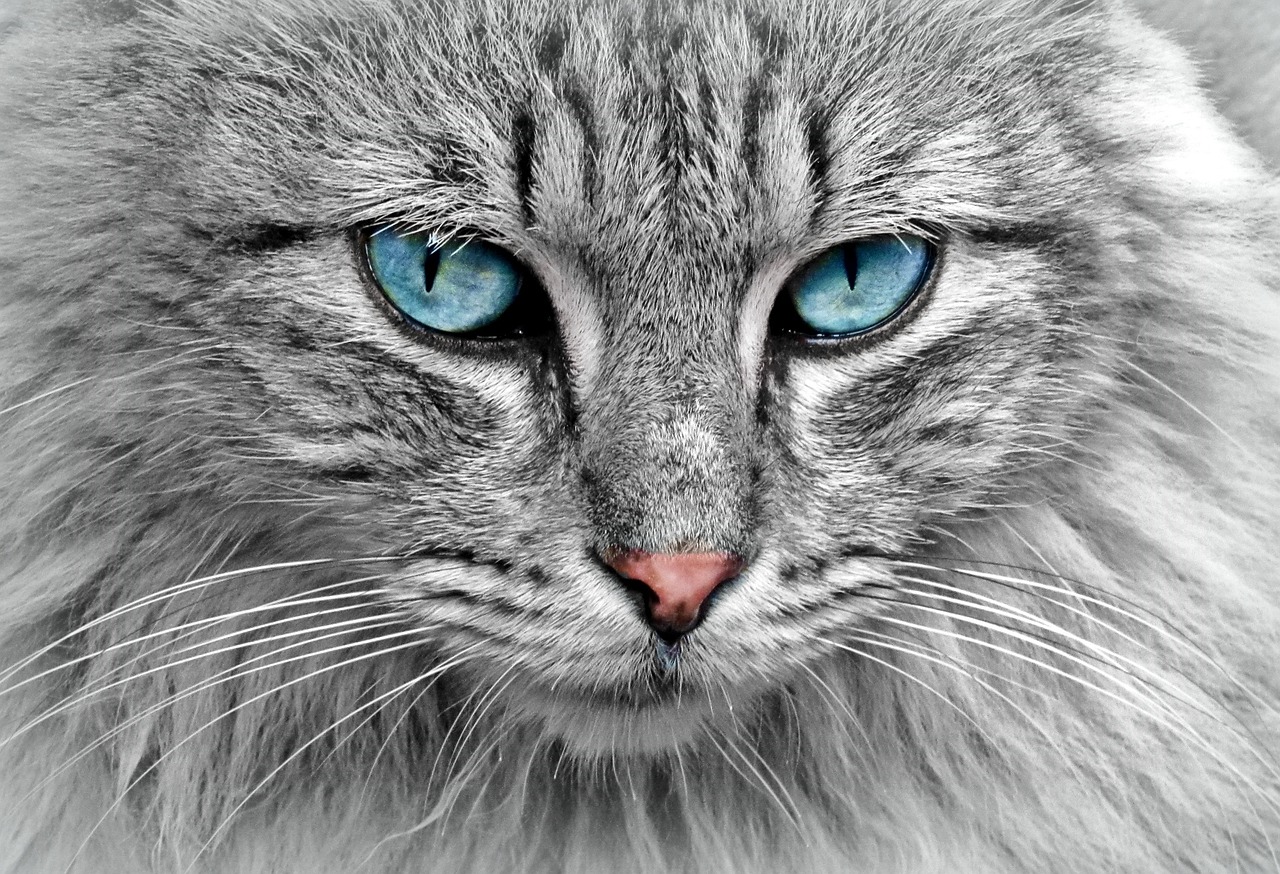 Why Your Cat Headbutts You Every Single Morning