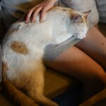 10 Sleeping Positions That Show Your Cat Feels Safe With You