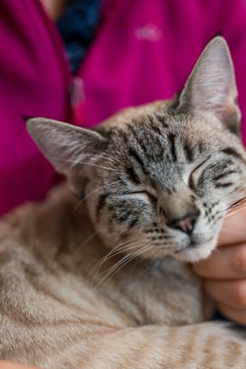 What Behaviourists Say Your Cat's Purr Actually Means