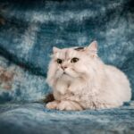 19 Cat Breeds That Handle Being Home Alone the Best