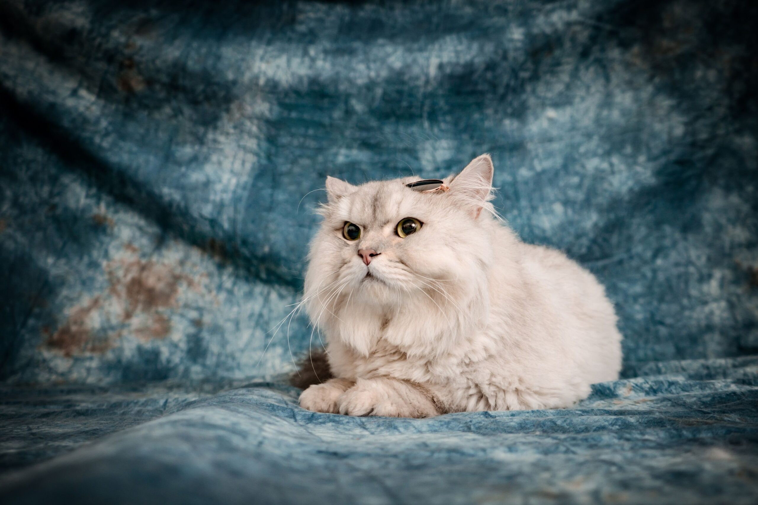 19 Cat Breeds That Handle Being Home Alone the Best