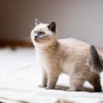 15 Signs a Rescue Cat Has Finally Stopped Being Afraid