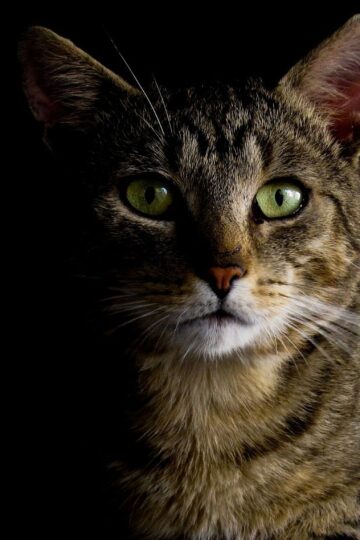 20 Reasons Your Cat Watches You While You Sleep