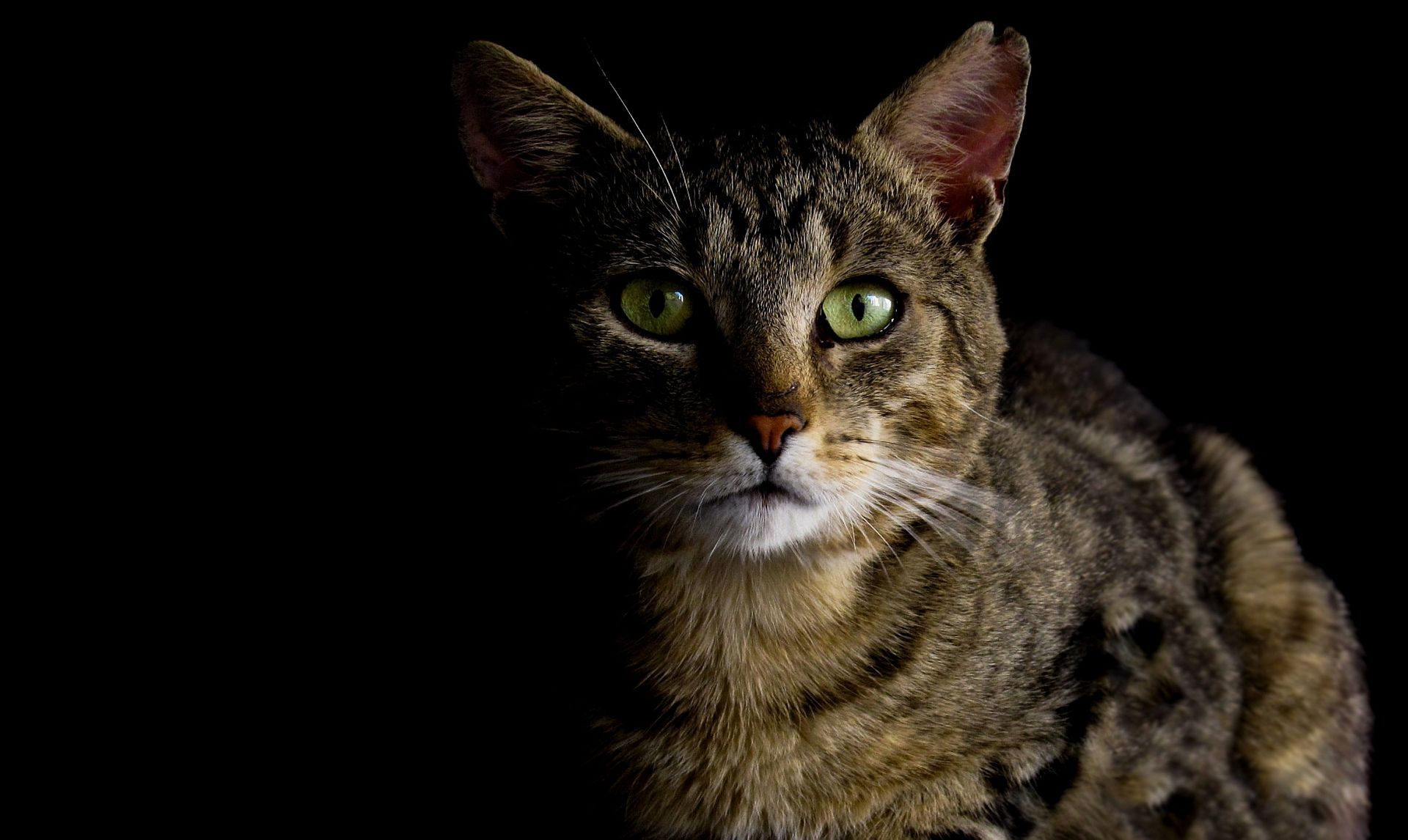 20 Reasons Your Cat Watches You While You Sleep