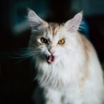23 Sounds Your Cat Makes That Are Meant Only for You