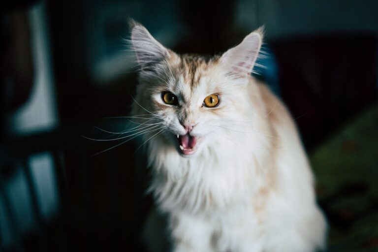 23 Sounds Your Cat Makes That Are Meant Only for You