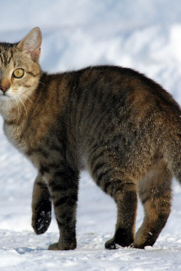 What It Means When Your Cat Suddenly Freezes and Stares at Something You Can’t See