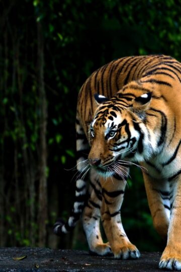 5 Mind-Blowing Facts About The Tiger, Nature's Ultimate Apex Predator