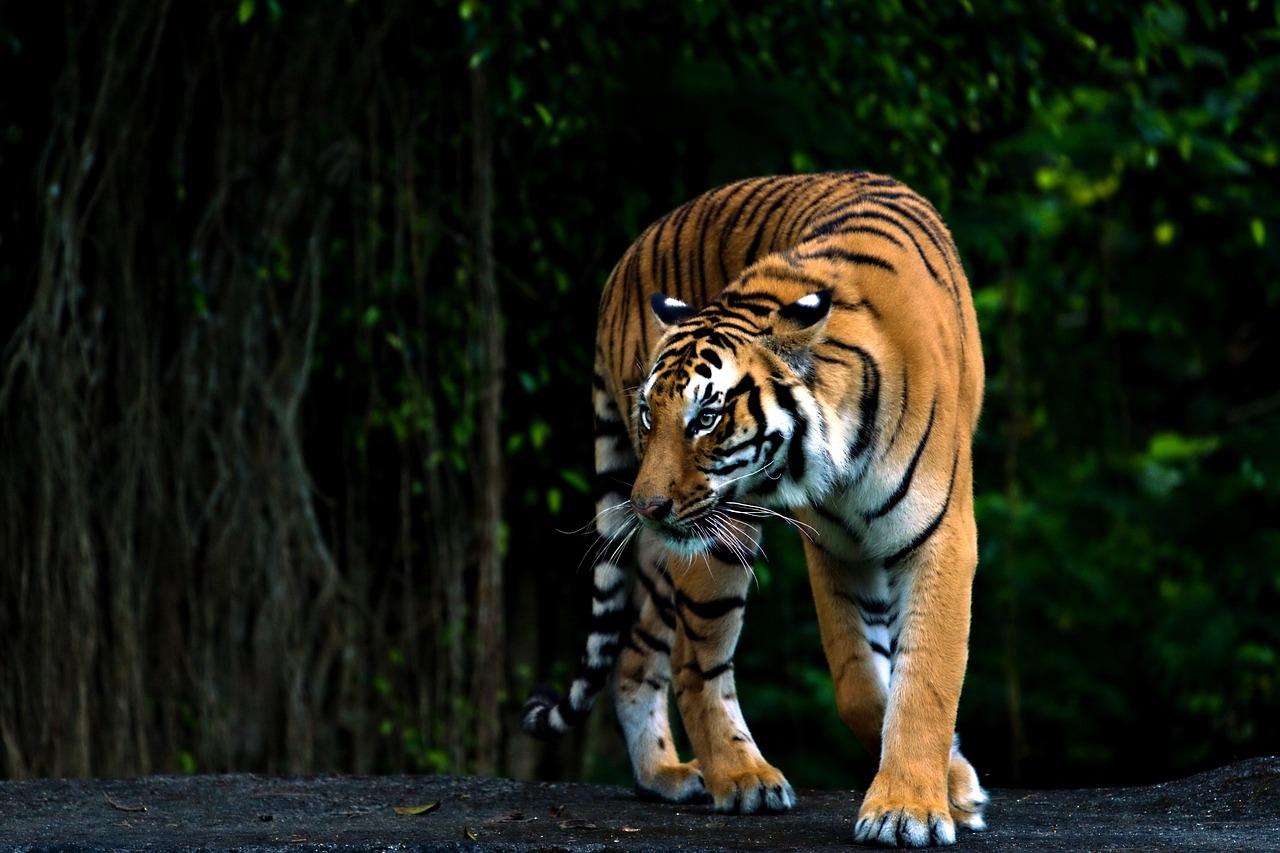 5 Mind-Blowing Facts About The Tiger, Nature's Ultimate Apex Predator