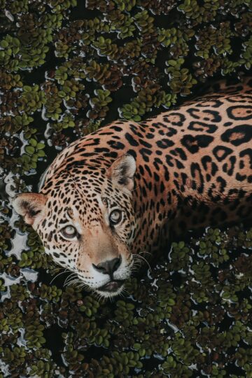 7 Reasons Why The Jaguar Is The Terror Of The Amazon